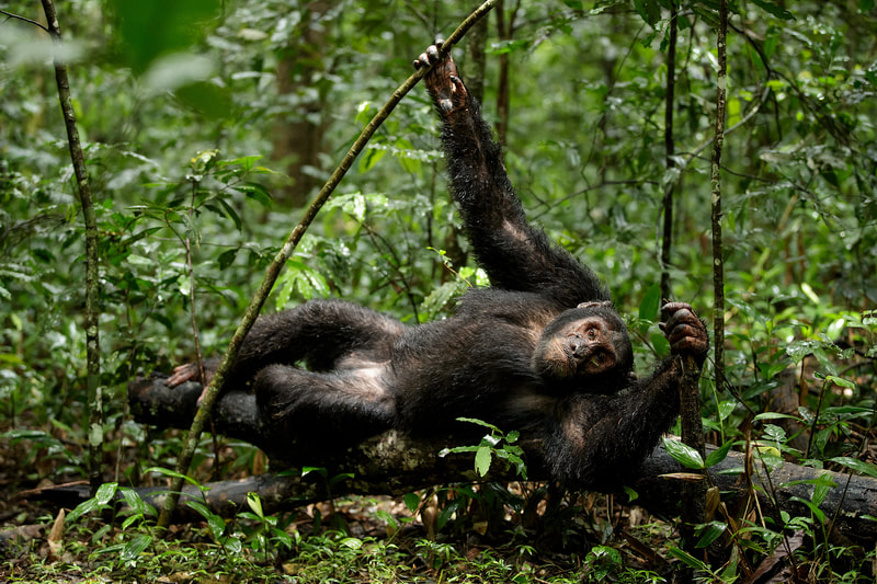 Chimpanzee, Kibale Forest, Uganda by Bret Charman