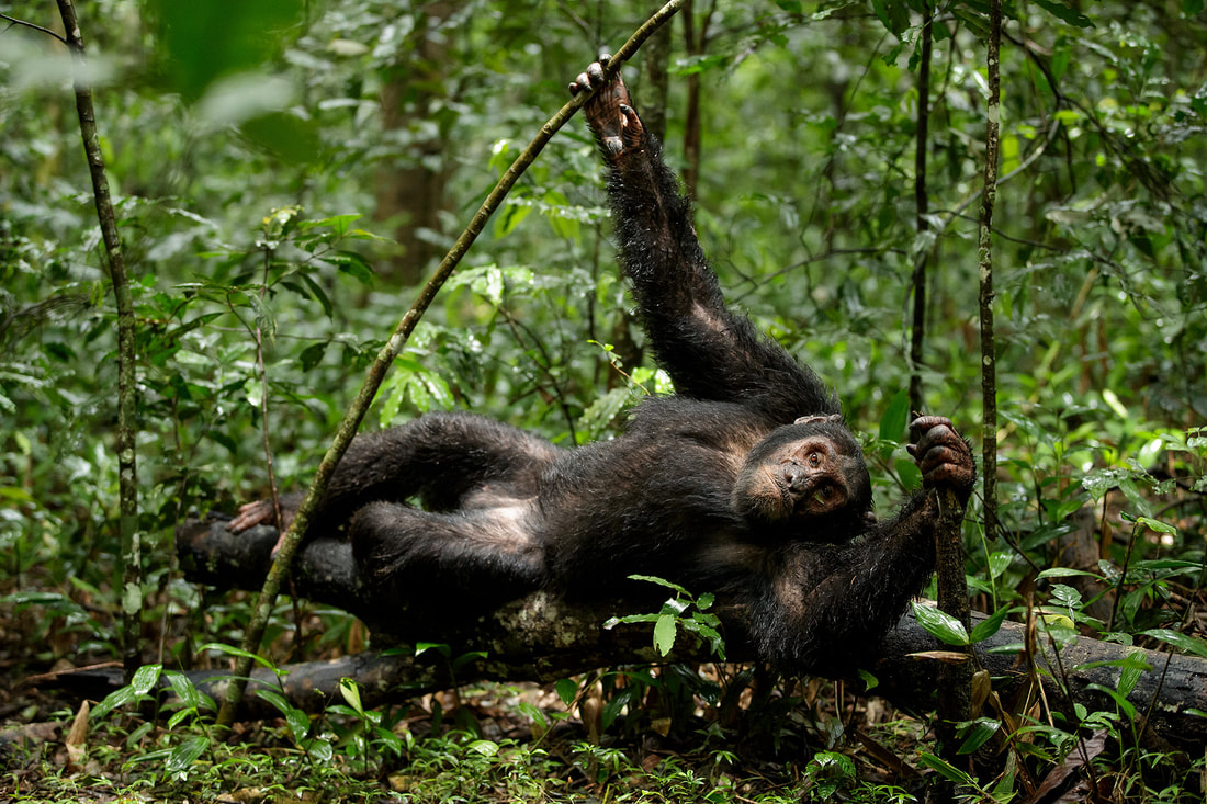 Chimpanzee resting on a log, Kibale National Park, Uganda by Bret Charman