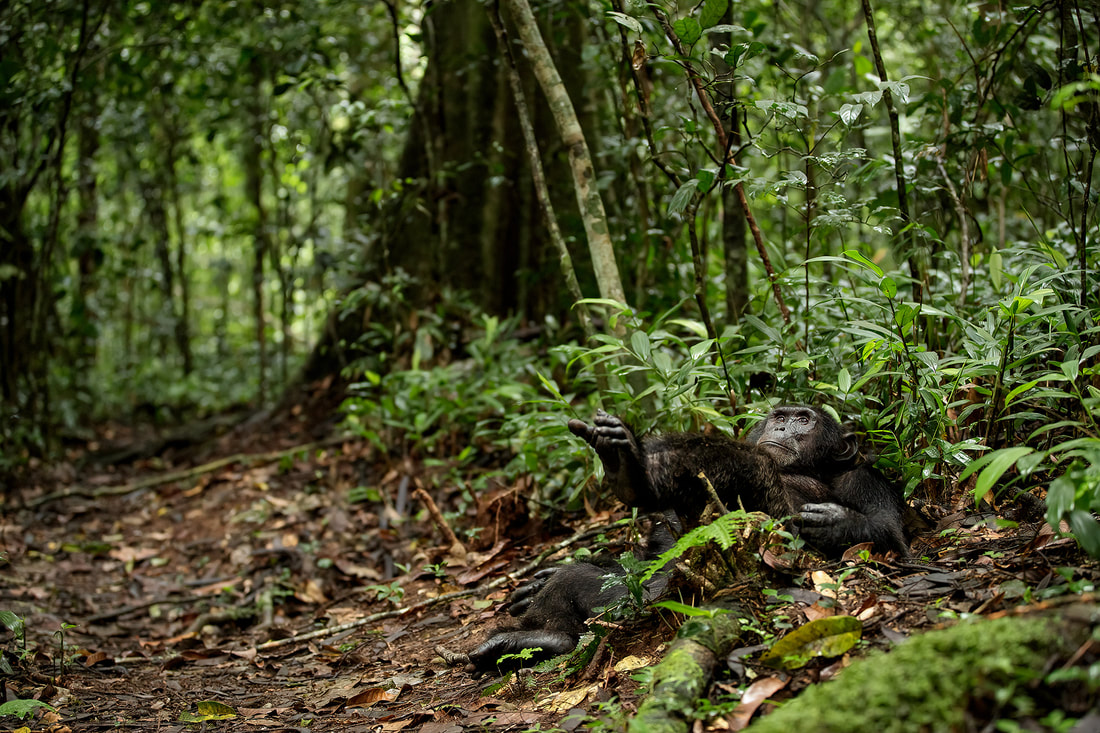 Chimpanzee resting on forest floor, Kibale National Park, Uganda by Bret Charman