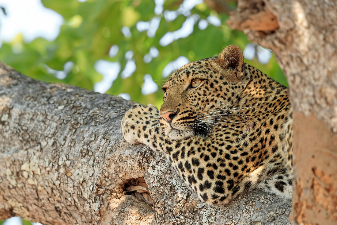 African leopard resting in tree, South Luangwa National Park, Zambia by Bret Charman