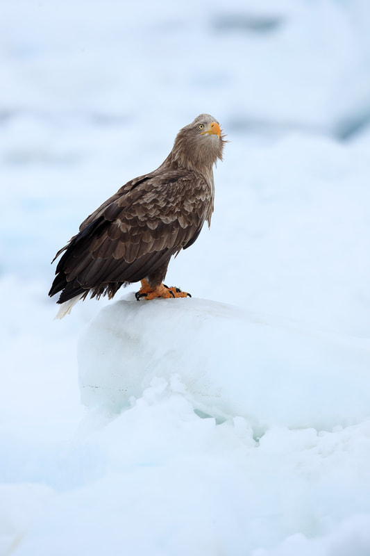 White-tailed eagle portrait on sea ice, Hokkaido, Japan by Bret Charman