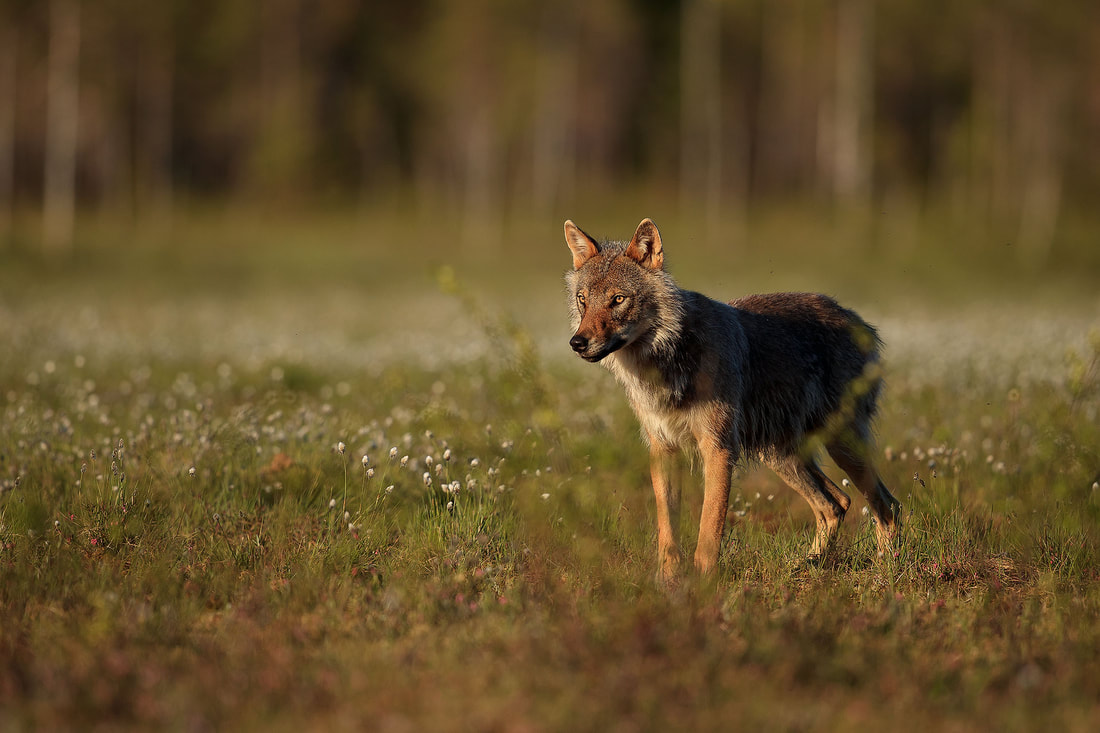 Grey wolf standing in bog cotton, Finland by Bret Charman