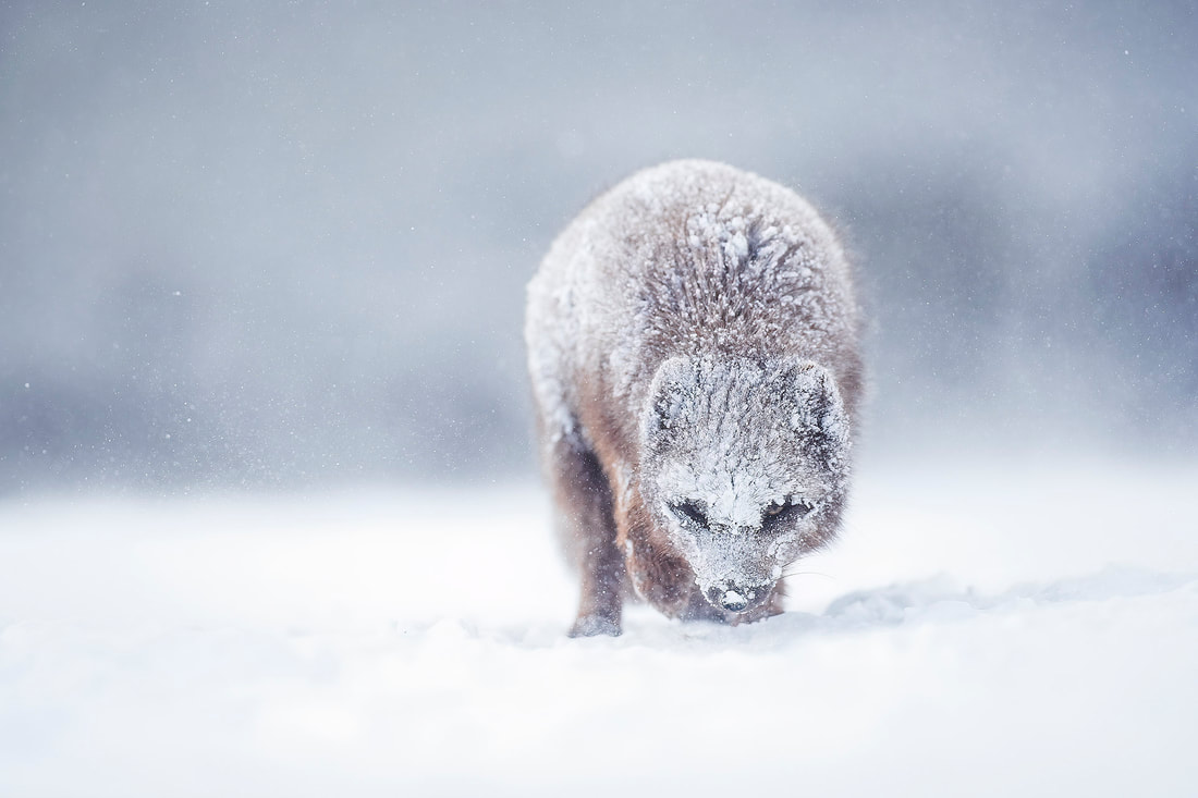Blur morph Arctic fox, Iceland by Bret Charman