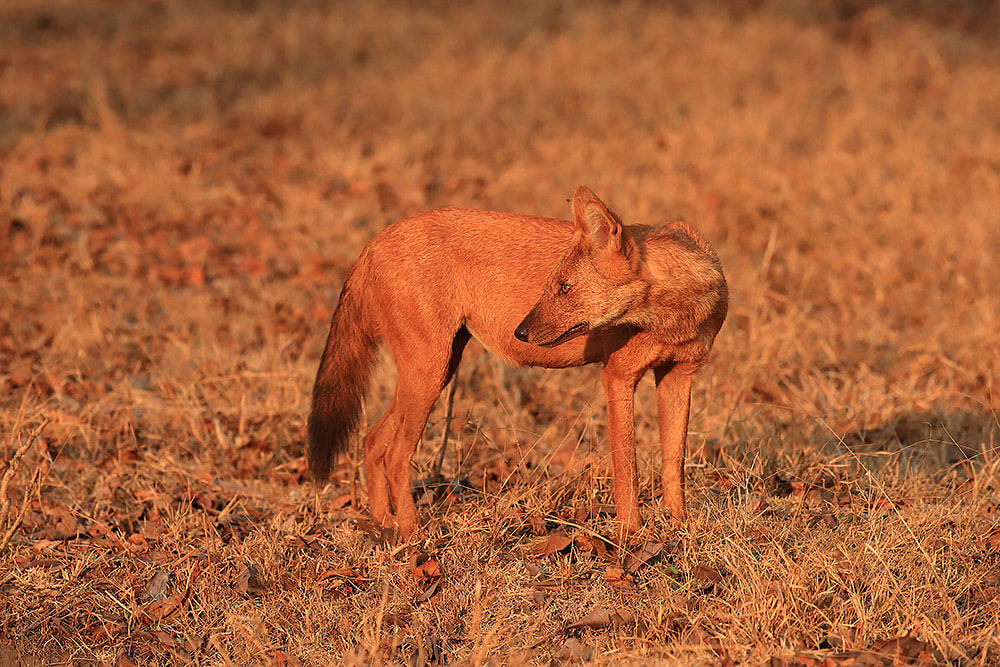 Asian wild dog, Nagarhole National Park, India