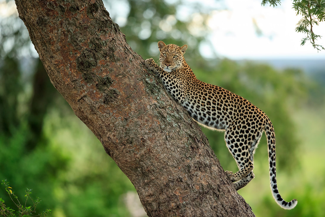 Leopard, Queen Elizabeth National Park, Uganda by Bret Charman