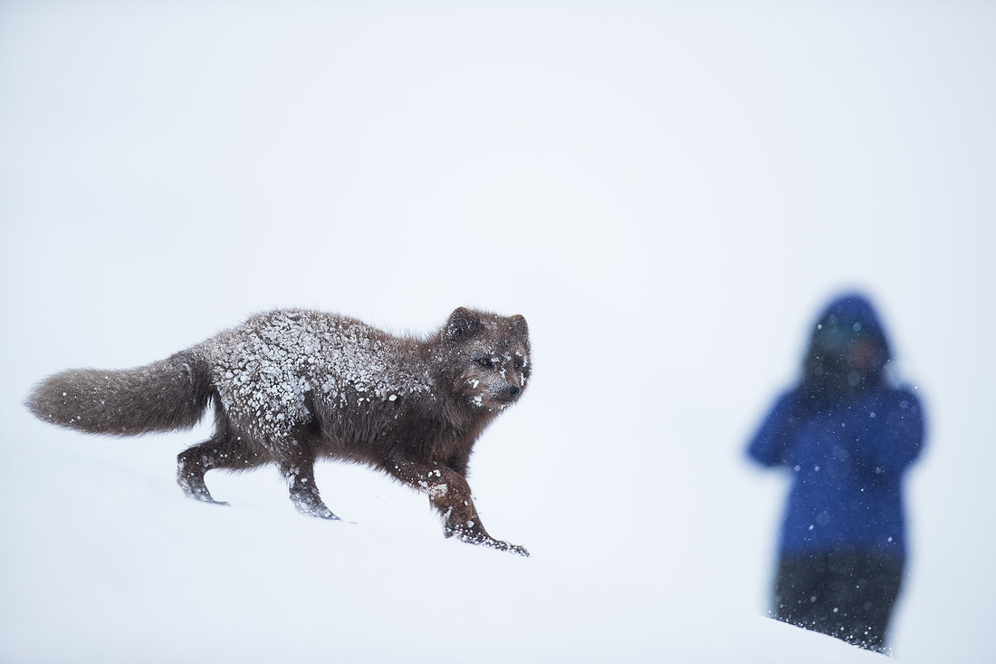 Blue morph Arctic fox with photographer, Hornstrandir Nature Reserve, Iceland by Bret Charman