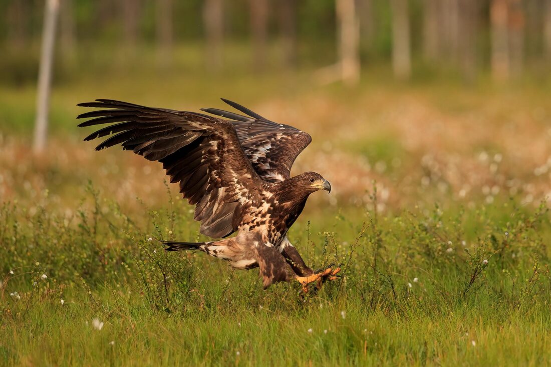 Juvenile white-tailed eagle, Finland by Bret Charman