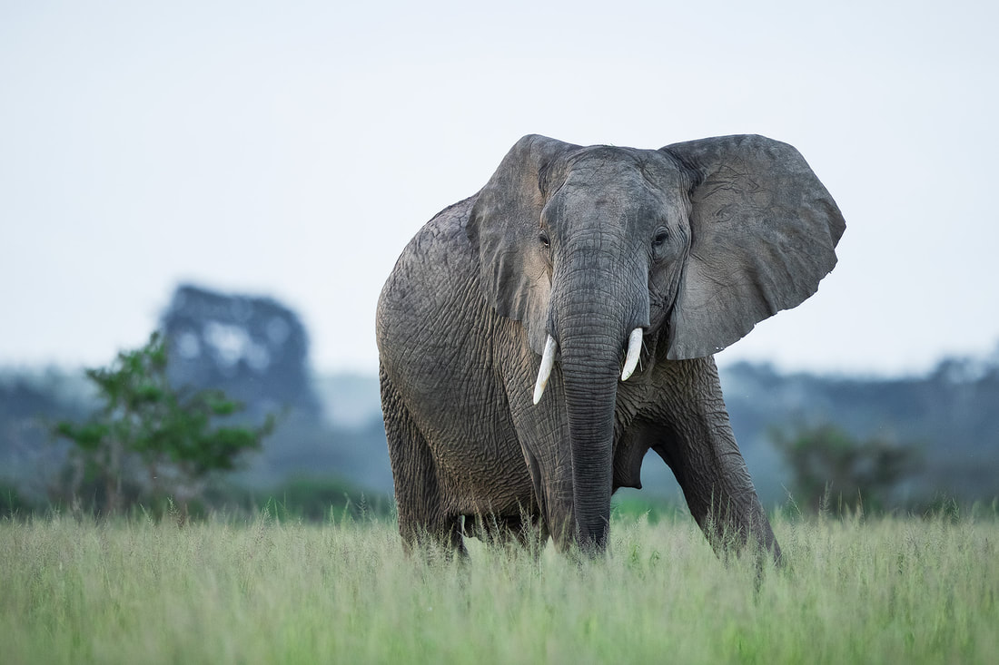 Elephant, Queen Elizabeth National Park, Uganda by Bret Charman