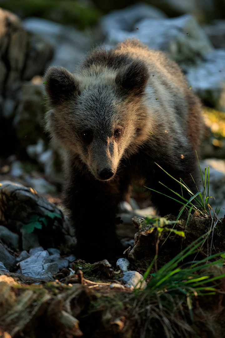 Brown bear cub in Karst limestone, Slovenia (Bret Charman)