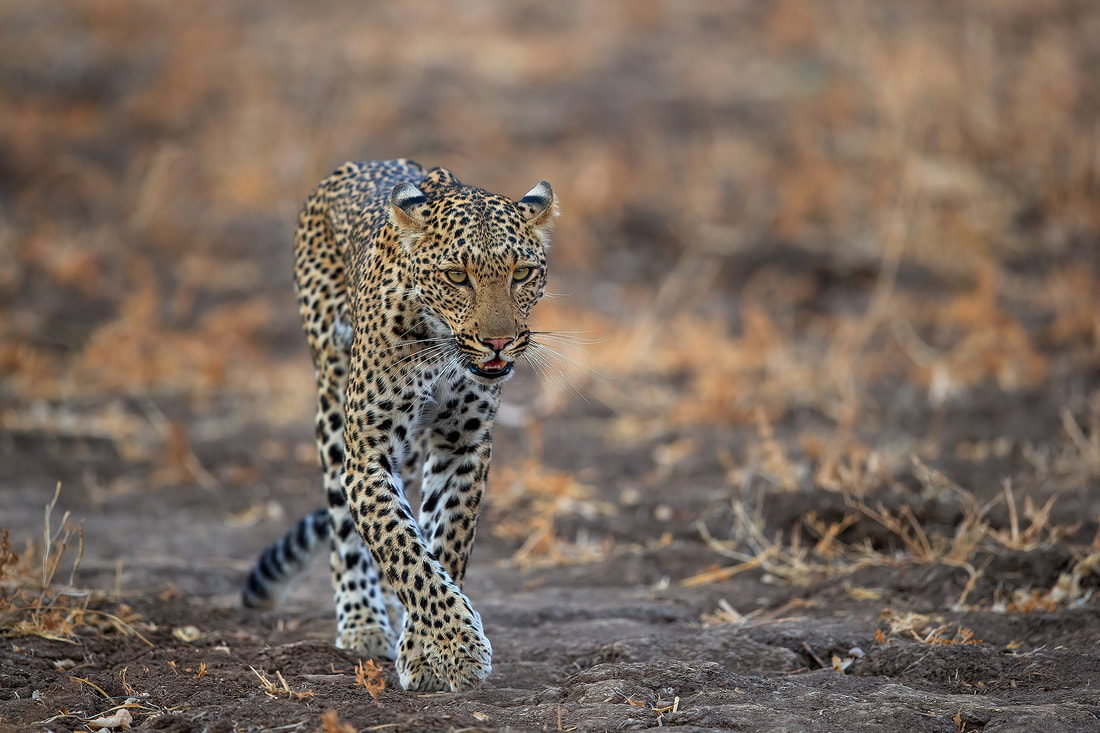 Leopard walks across a dry landscape, South Luangwa National Park, Zambia by Bret Charman