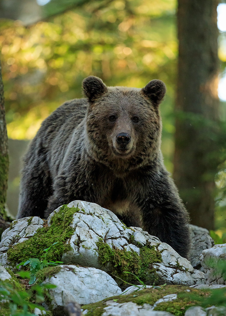 Brown bear portrait, beech forest, Slovenia (Bret Charman)