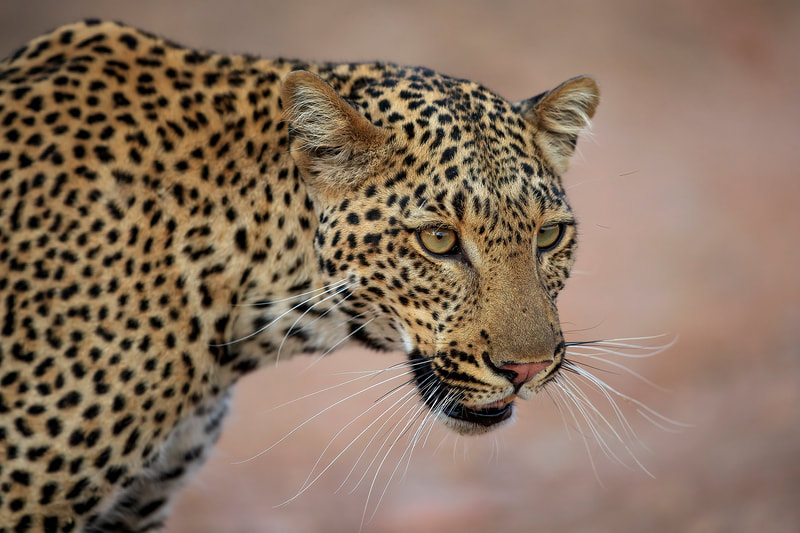 Leopard portrait, South Luangwa National Park by Bret Charman