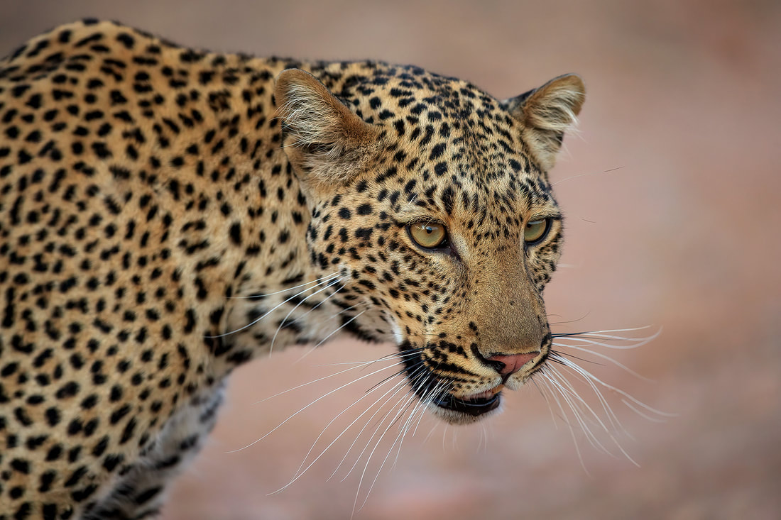 Intimate portrait of a leopard in Zambia's South Luangwa National Park