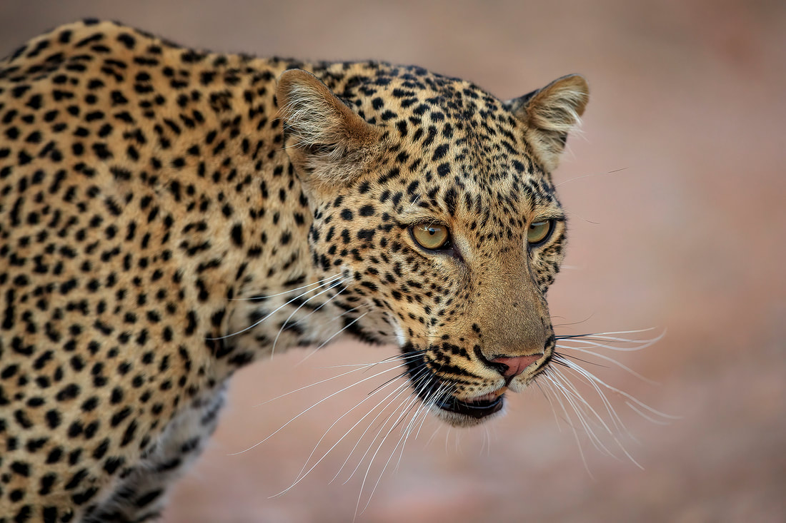 Leopard portrait, South Luangwa National Park, Zambia by Bret Charman
