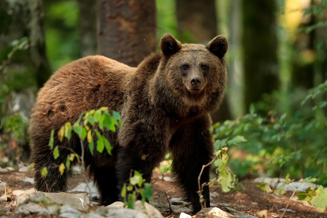 Brown bear, beech forest, Slovenia (Bret Charman)