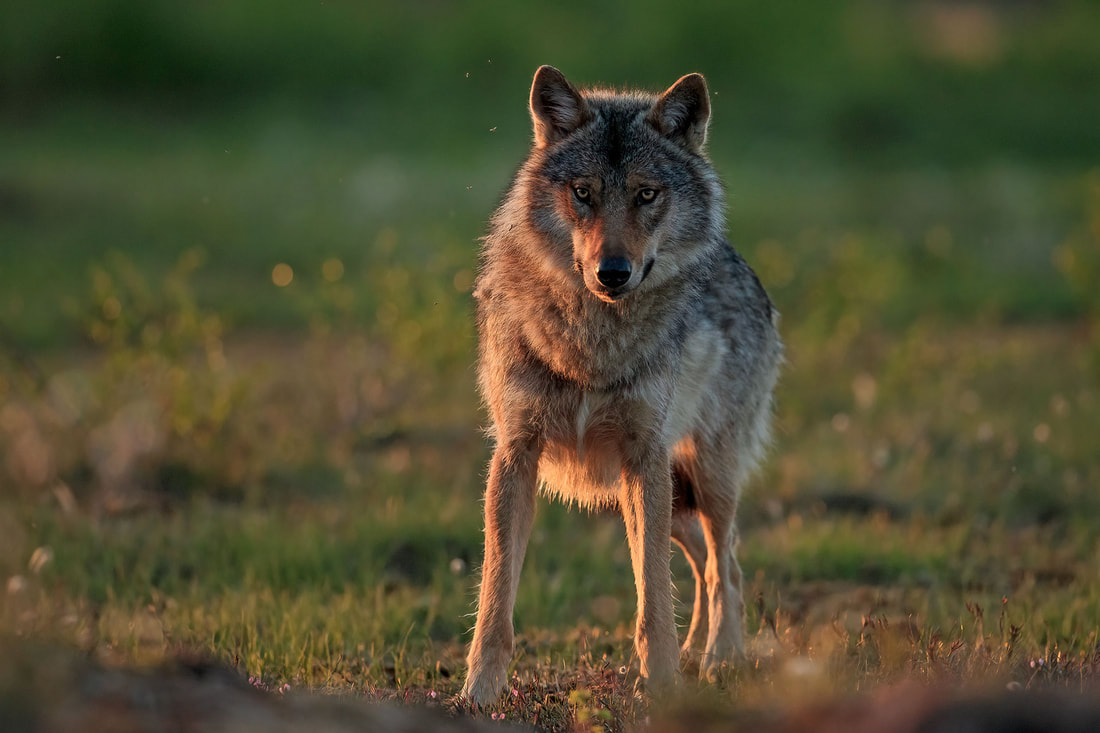 Grey wolf portrait at sunset, Finland by Bret Charman