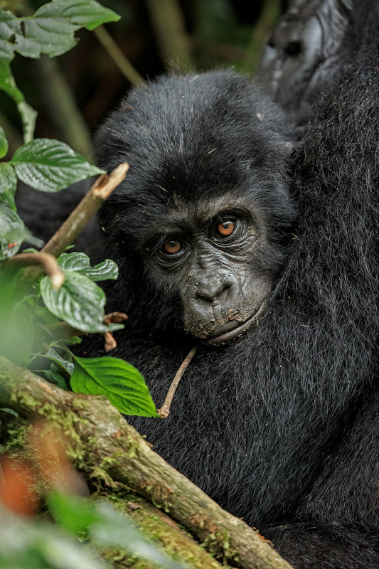 Baby mountain gorilla, Bwindi Impenetrable Forest, Uganda by Bret Charman