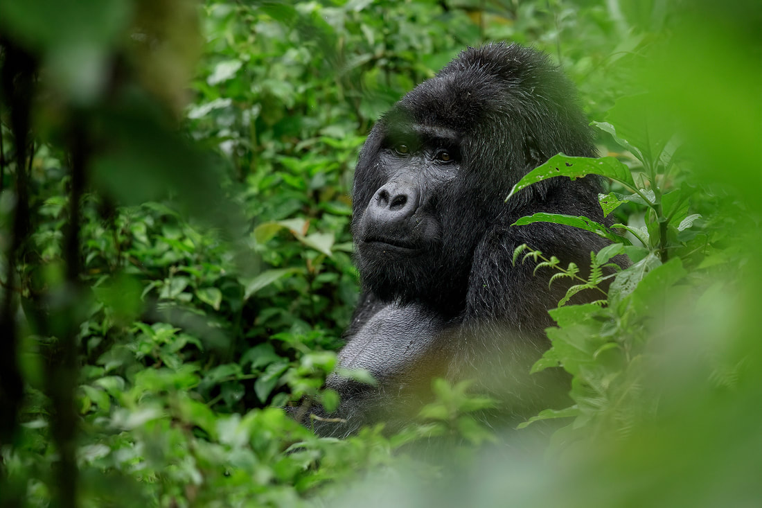 Mountain gorilla silverback, Bwindi Impenetrable Forest, Uganda by Bret Charman