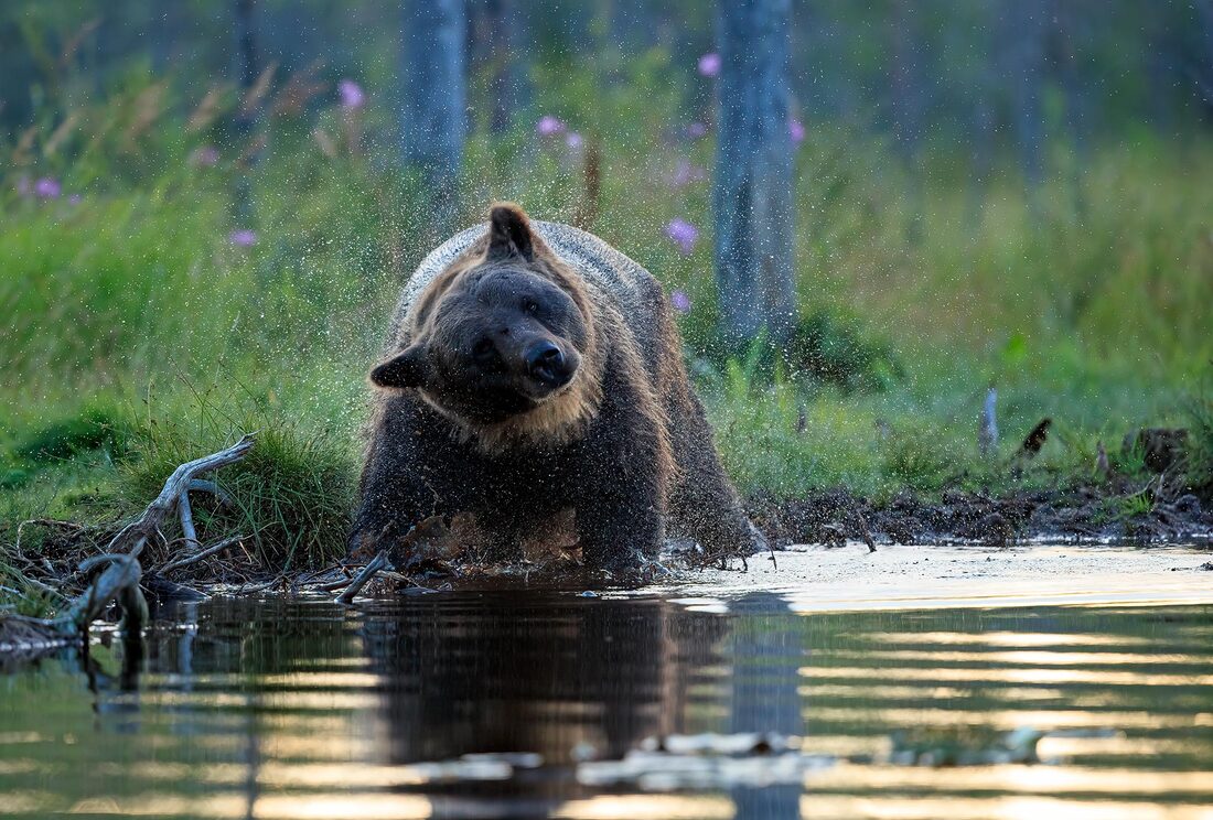 Brown bear shaking, Finland by Bret Charman