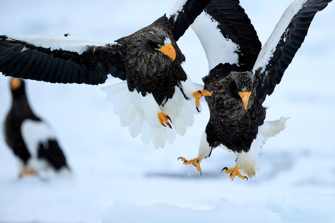 Fighting Steller's sea eagles, Hokkaido, Japan by Bret Charman