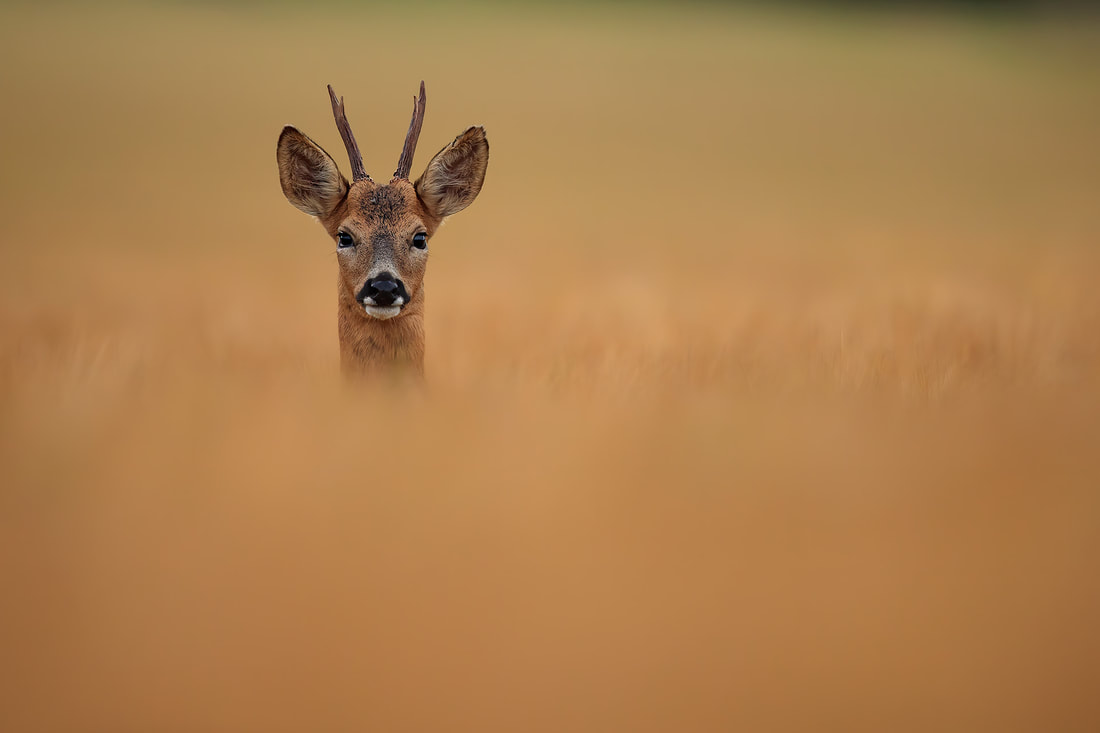 Roe deer buck in a field of barley, Hampshire (Bret Charman)