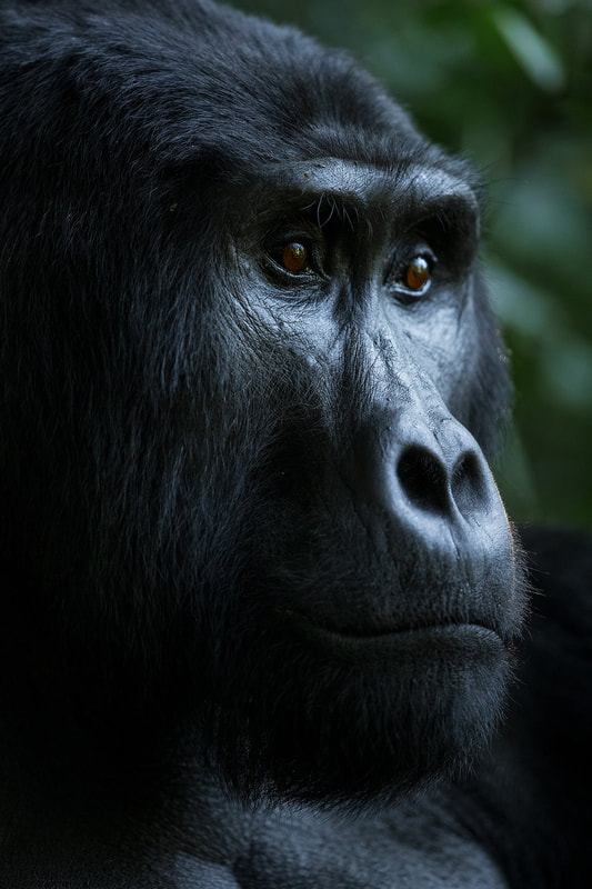 Gorilla portrait, Bwindi Impenetrable Forest, Uganda by Bret Charman
