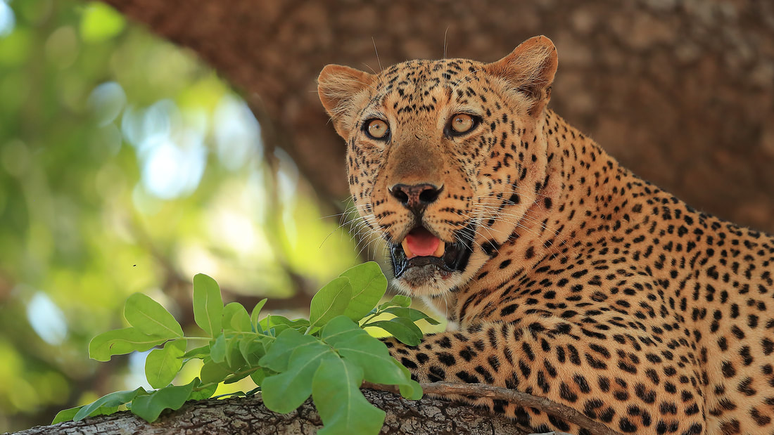 Leopard, South Luangwa National Park, Zambia (Bret Charman)