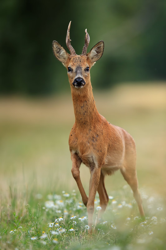 Roe deer buck in arable field margin, Hampshire (Bret Charman)