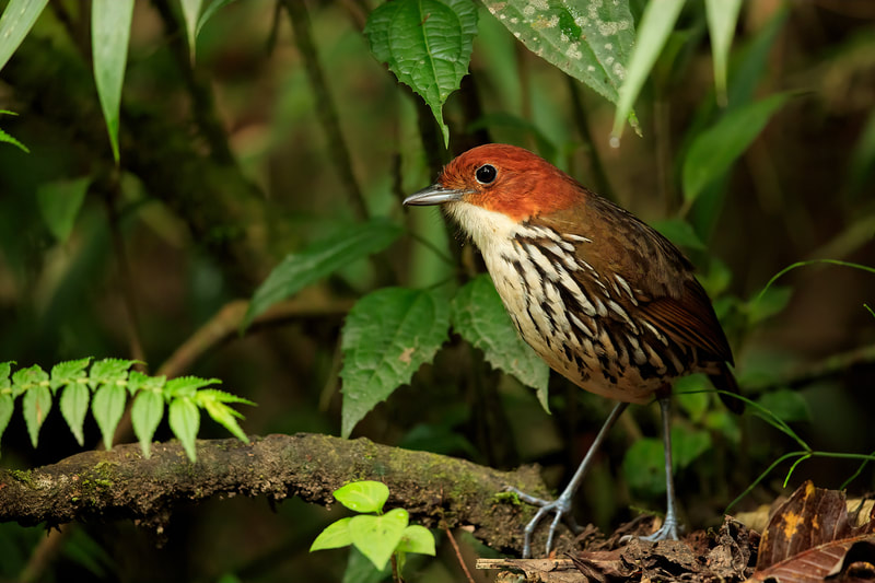 Chestnut-crowned antpitta, Colombia by Bret Charman