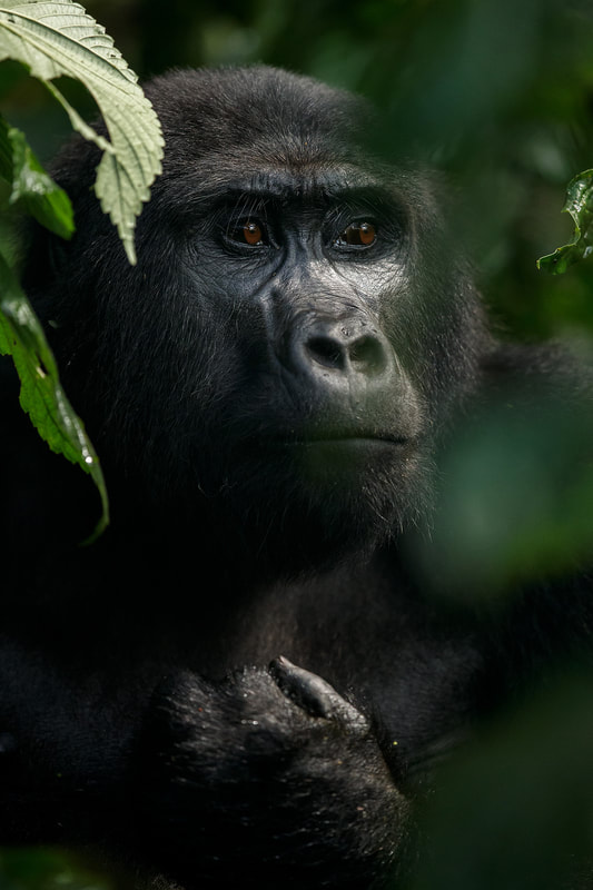 Gorilla portrait framed by foliage, Bwindi Impenetrable Forest, Uganda by Bret Charman