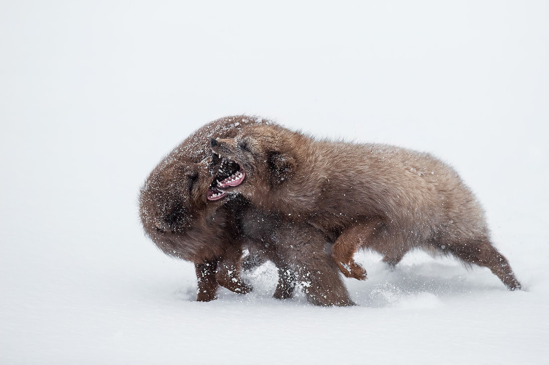 Blue morph Arctic fox fighting over territory, Iceland by Bret Charman