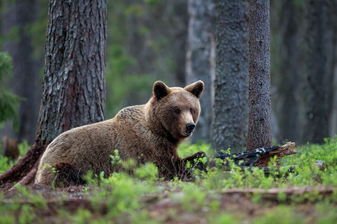Young brown bear in pine forest, Finland by Bret Charman