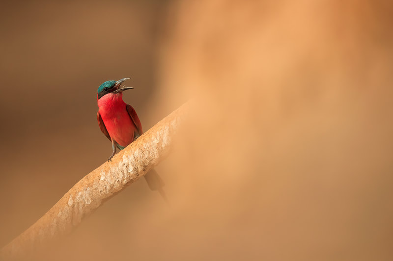 Southern carmine bee-eater, South Luangwa National Park by Bret Charman