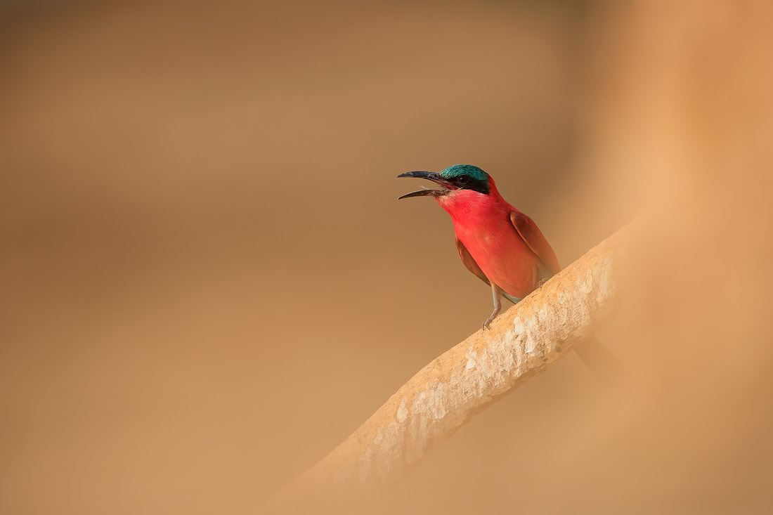 Carmine bee-eater