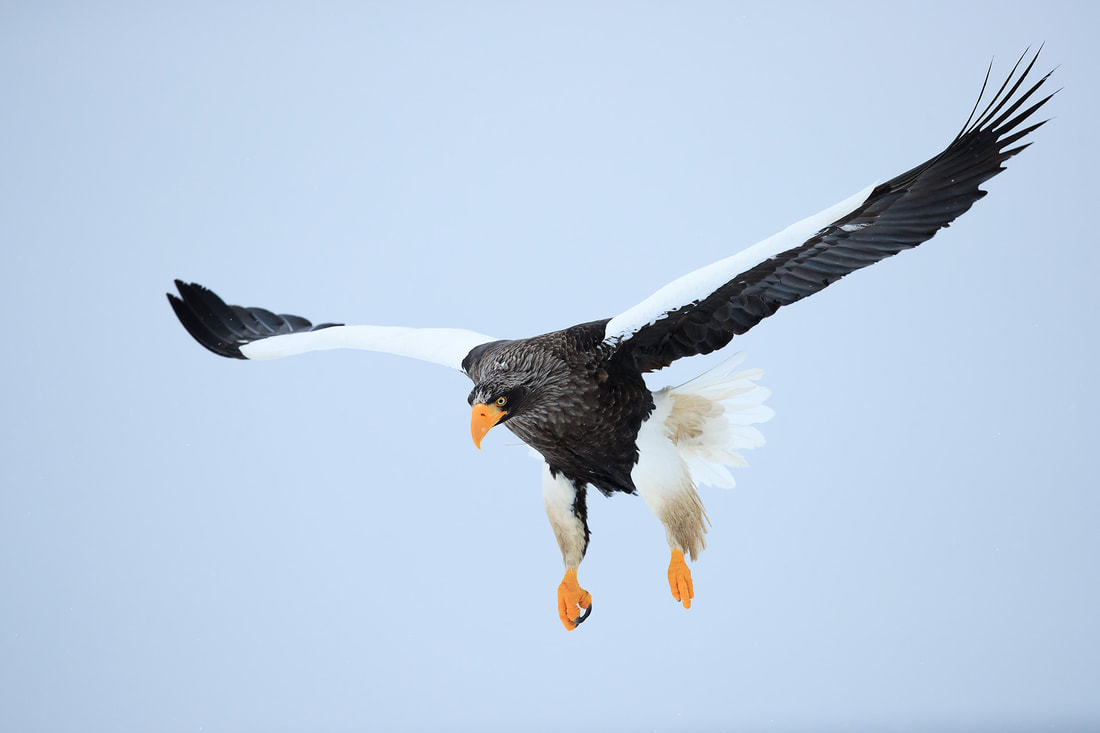 Steller's sea eagle in flight, Hokkaido, Japan by Bret Charman