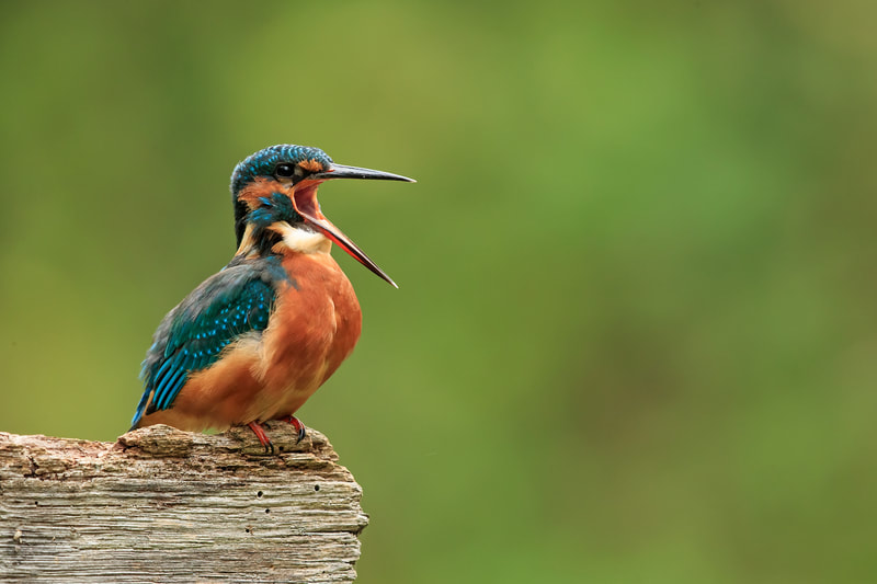 Kingfisher about to regurgitate a pellet in Hampshire by Bret Charman