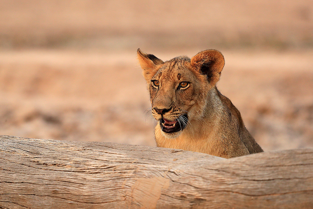 Lion cub, South Luangwa National Park, Zambia (Bret Charman)