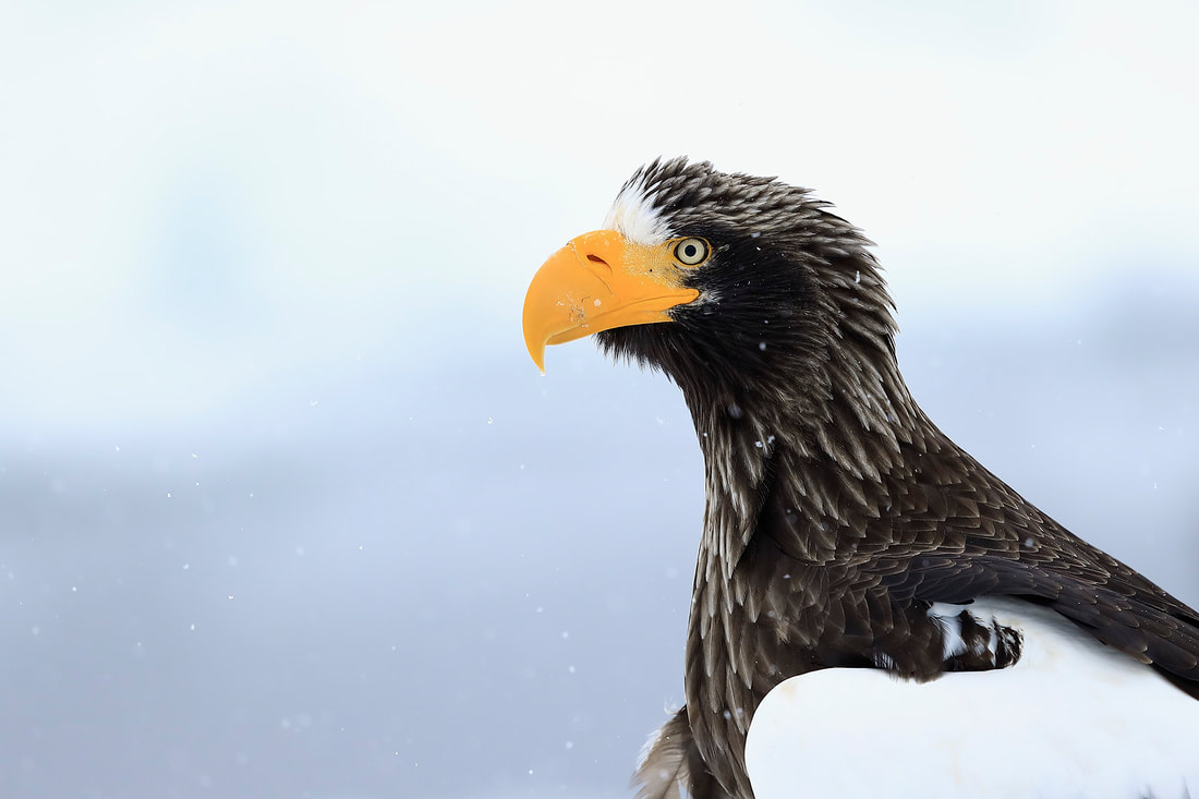 Steller's sea eagle portrait, Hokkaido, Japan by Bret Charman