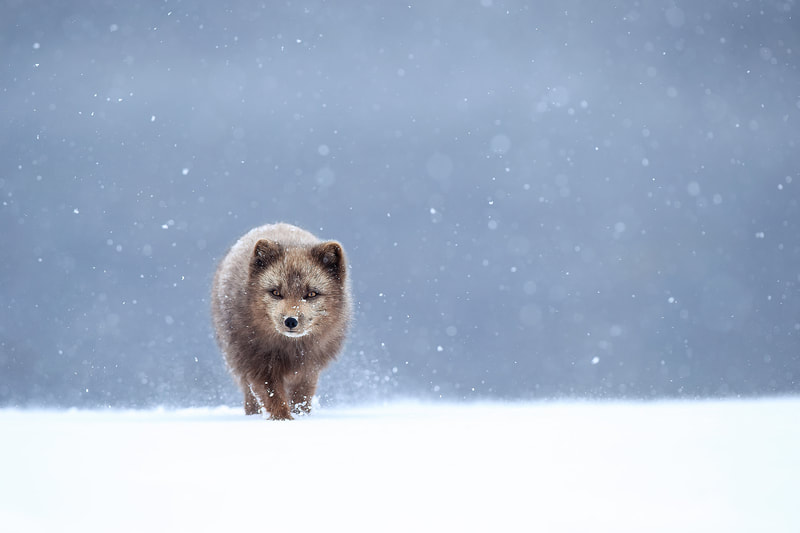 Arctic fox in heavy snow fall, Iceland by Bret Charman