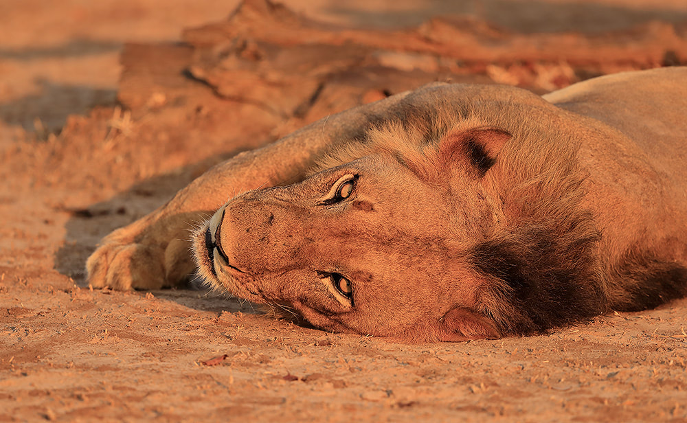Male lion,  South Luangwa National Park, Zambia (Bret Charman)