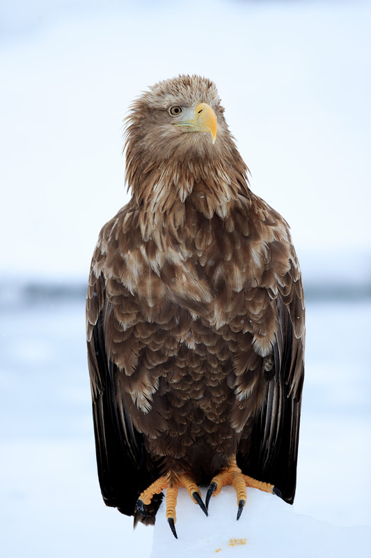 White-tailed eagle portrait, Hokkaido, Japan by Bret Charman