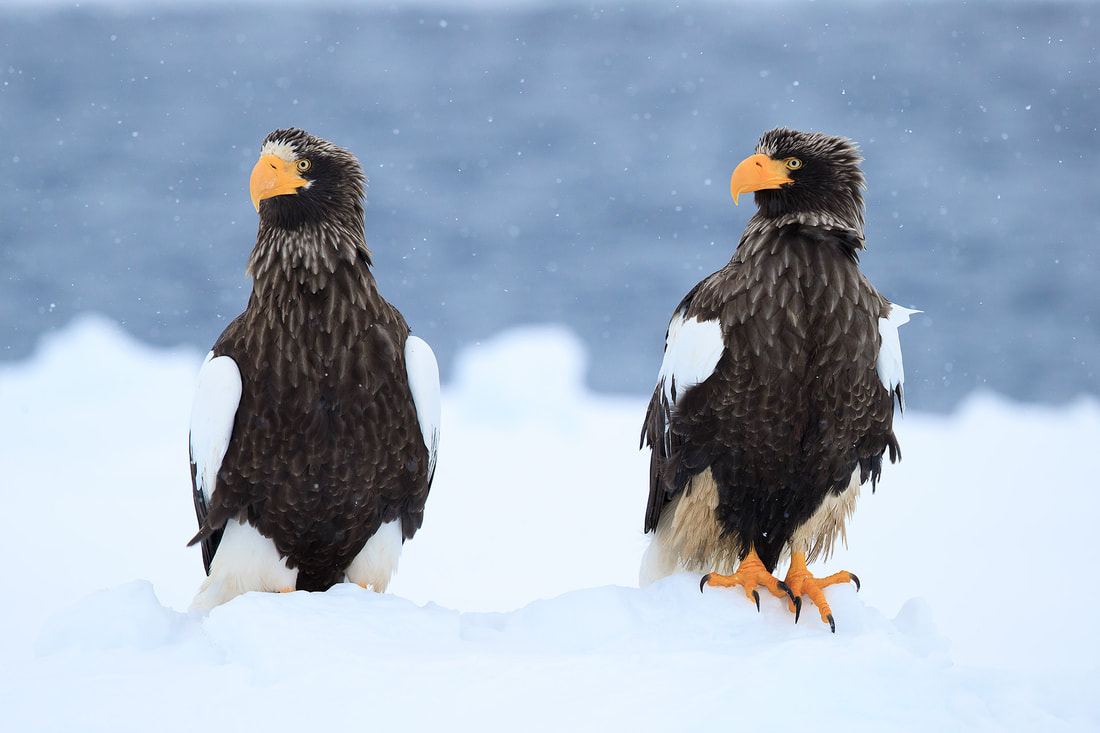 Steller's sea eagle pair on ice, Hokkaido, Japan by Bret Charman