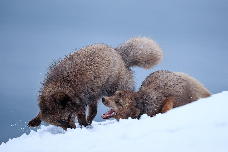 Blue morph Arctic foxes fight, Hornstrandir Nature Reserve, Iceland by Bret Charman