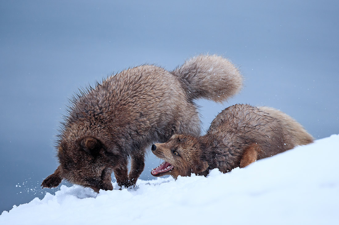 Blue morph Arctic foxes fighting, Hornstrandir, Iceland by Bret Charman