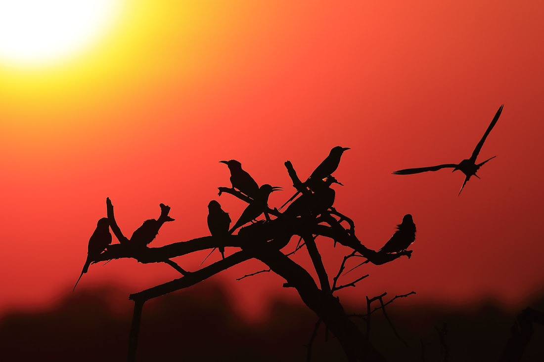 Carmine bee-eaters at sunset by Bret Charman