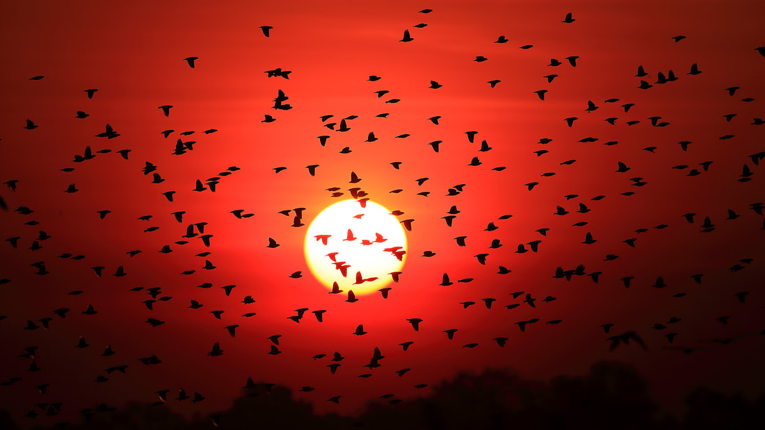 Red-billed quelea fly across the setting sun in South Luangwa National Park (Bret Charman)