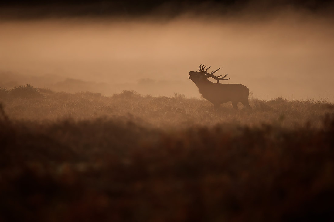 Red deer stag roaring in the morning mist, New Forest by Bret Charman