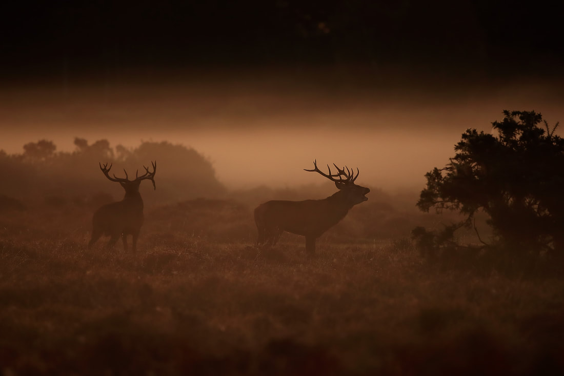Red deer stags before the fight, New Forest by Bret Charman