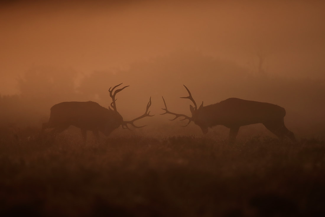 Red deer stags prepare for battle, New Forest by Bret Charman