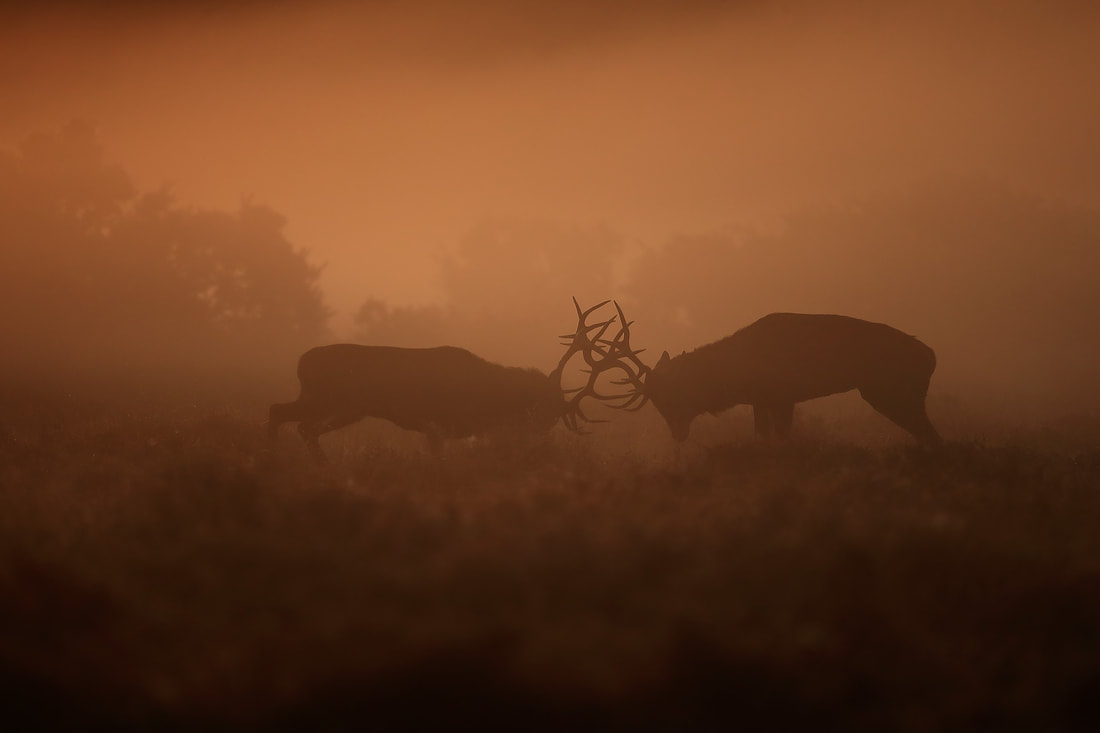 Red deer stags battle in the mist, New Forest by Bret Charman